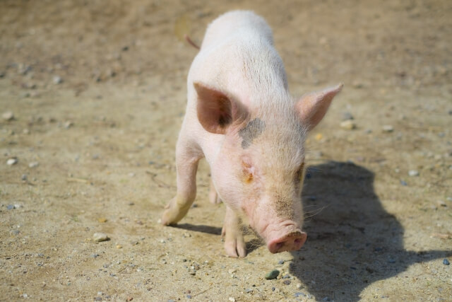 pig-image01